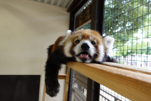 11月23日は姫路市立動物園の入園料が無料に