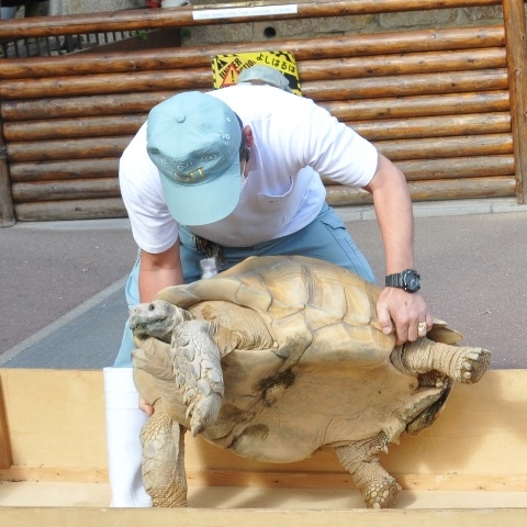 神戸市立王子動物園『動物の体重をはかる集い』　神戸市灘区 [画像]