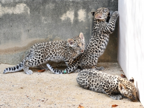 神戸市立王子動物園「アムールヒョウの赤ちゃん」三つ子の名前が決定