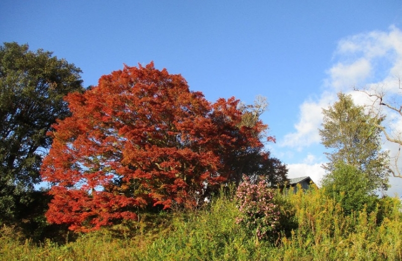 国営明石海峡公園神戸地区「あいな里山公園」の紅葉が見ごろに　神戸市北区 [画像]