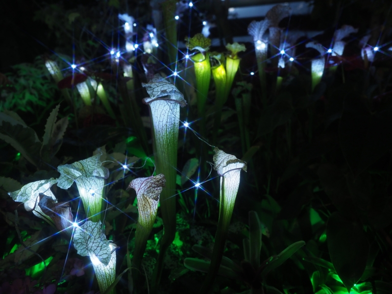 兵庫県立フラワーセンター 『花と光のクリスマス』　加西市 [画像]