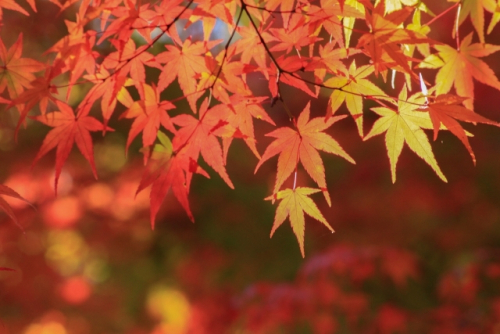 紅葉の名所・太山寺で庭園公開　神戸市西区