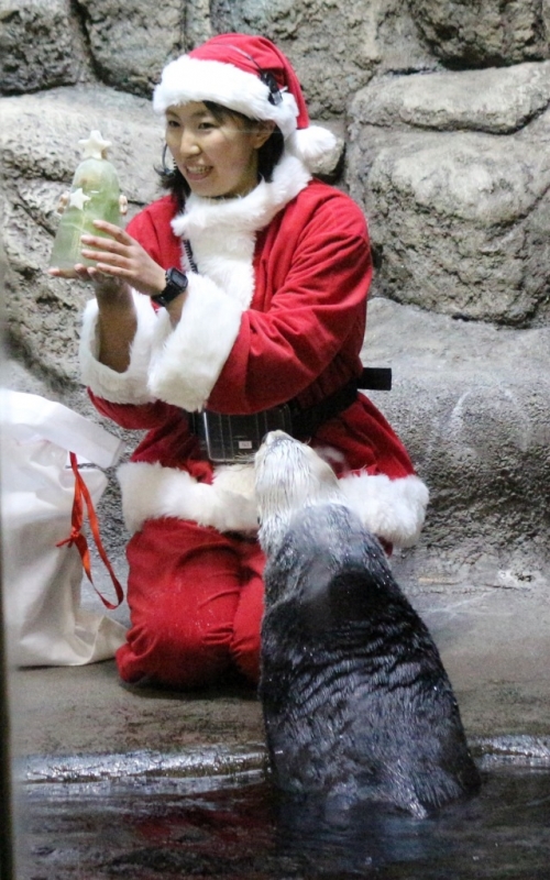 神戸市立須磨海浜水族園『スマスイのクリスマス』　神戸市須磨区 [画像]