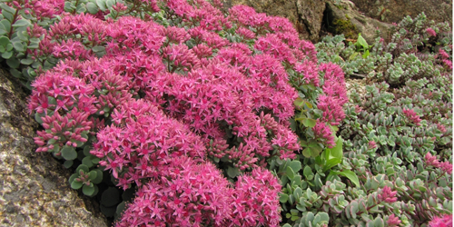 秋に咲く高山植物「ヒダカミセバヤ」が見ごろ　六甲高山植物園