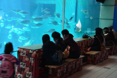 神戸市立須磨海浜水族園『こたつで魚鑑賞』　神戸市須磨区