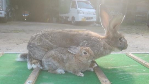 龍野公園動物園　世界最大種のウサギ「フレミッシュジャイアント」の飼育・展示を開始