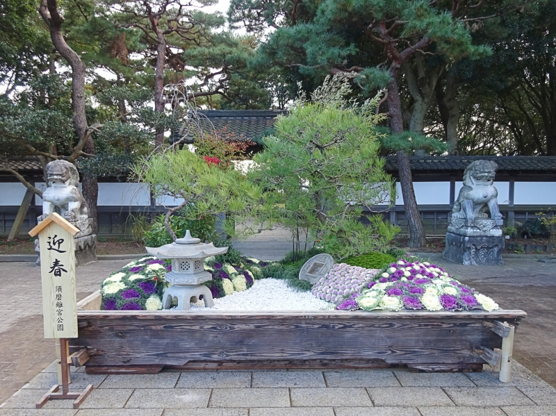 神戸市立須磨離宮公園『迎春』　神戸市須磨区 [画像]