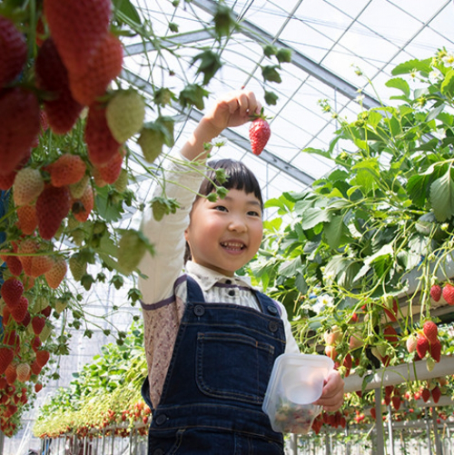イチゴ摘みとり観光農園　かぐや農園　シーズンオープン