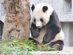 神戸市立王子動物園のジャイアントパンダ「旦旦（タンタン）」へメッセージを贈呈 [画像]