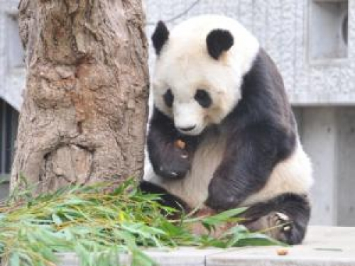 神戸市立王子動物園のジャイアントパンダ「旦旦（タンタン）」へメッセージを贈呈