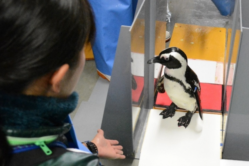 神戸市立須磨海浜水族園 “成人の日”特別企画『ペンギンの2分の1成鳥式』　神戸市須磨区