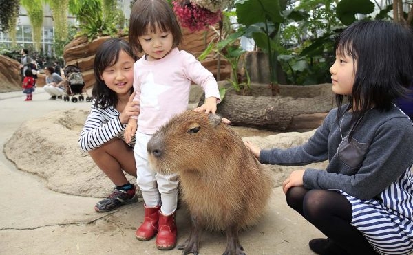 神戸どうぶつ王国が「関西の動物園人気ランキング」と「兵庫県の家族でおでかけ人気ランキング」で1位に [画像]