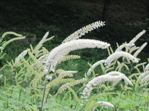 秋の草原になびく純白の花「サラシナショウマ」の群落が見頃　六甲高山植物園 [画像]