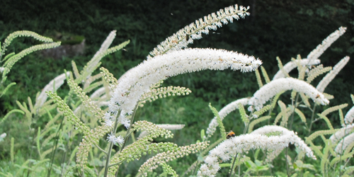 秋の草原になびく純白の花「サラシナショウマ」の群落が見頃　六甲高山植物園