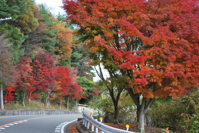 11月に見ごろを迎える芦有ドライブウェイの紅葉