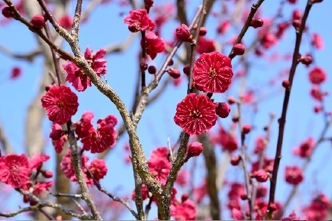 あいな里山公園『梅の開花とニホンアカガエルの卵』　神戸市北区 [画像]