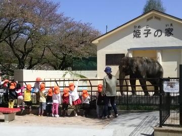 【開催中止】姫路市立動物園「ゾウの姫子にひな祭りのプレゼント」　姫路市 [画像]