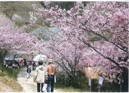 『かみかわ桜の山 桜華園』シーズンオープン　神崎郡神河町 [画像]