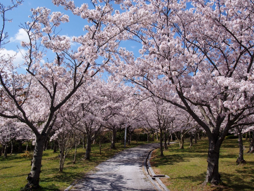【開催中止】兵庫県立淡路島公園『桜まつり』淡路市
