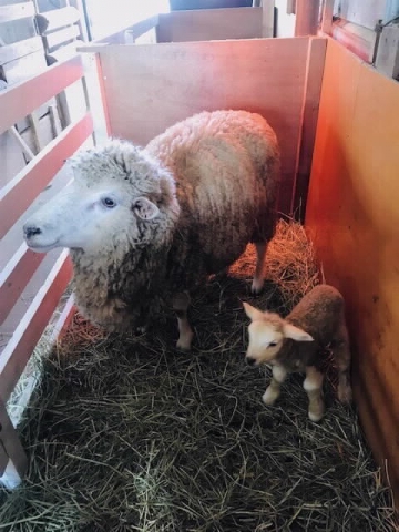 六甲山牧場　今年の子羊第一号誕生 [画像]