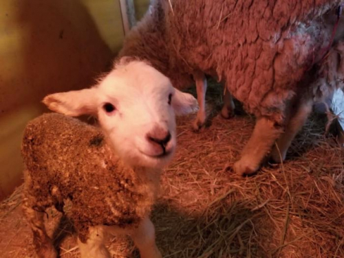 六甲山牧場　今年の子羊第一号誕生