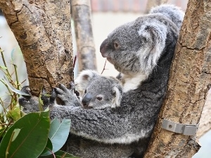 神戸市立王子動物園でコアラの赤ちゃんの名前を来園者の投票で決定　神戸市灘区 [画像]