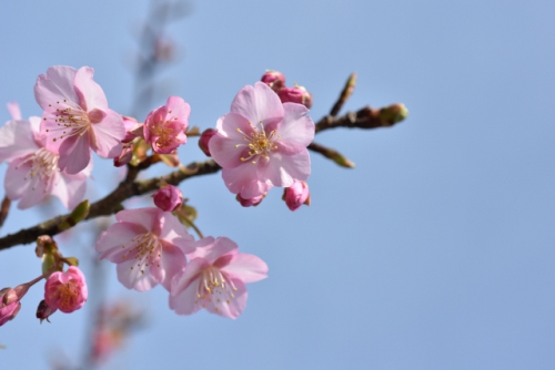姫路セントラルパーク　早咲の桜「河津桜」開花