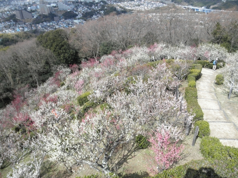 須磨浦山上遊園の梅が見ごろに　神戸市須磨区 [画像]