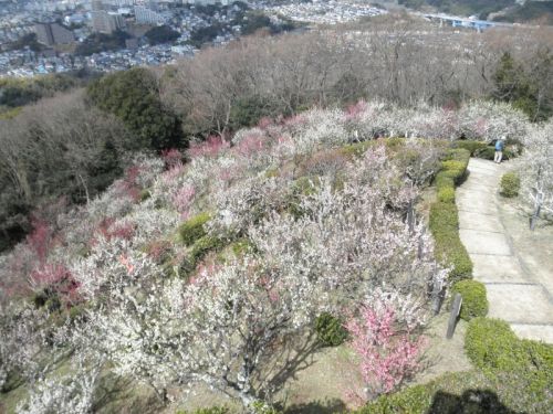 須磨浦山上遊園の梅が見ごろに　神戸市須磨区