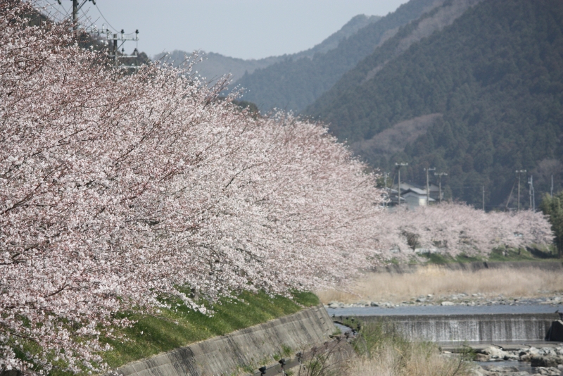 西深の桜並木が4月上旬から中旬にかけて見頃に　宍粟市 [画像]