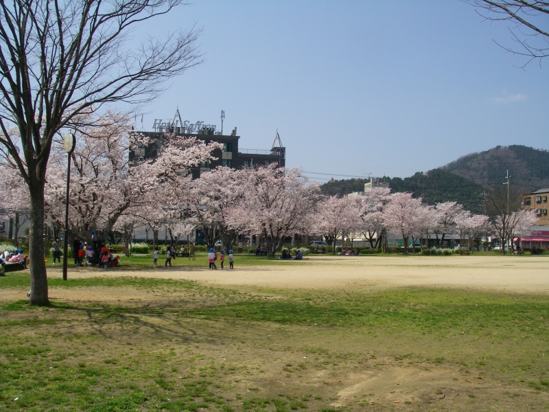夢公園の桜並木が4月上旬から中旬にかけて見頃に　宍粟市 [画像]