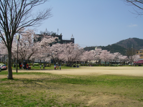 夢公園の桜並木が4月上旬から中旬にかけて見頃に　宍粟市