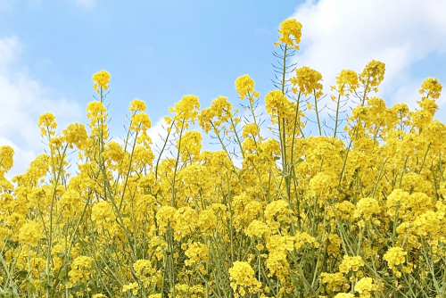 神戸総合運動公園の菜の花が見ごろに　神戸市須磨区