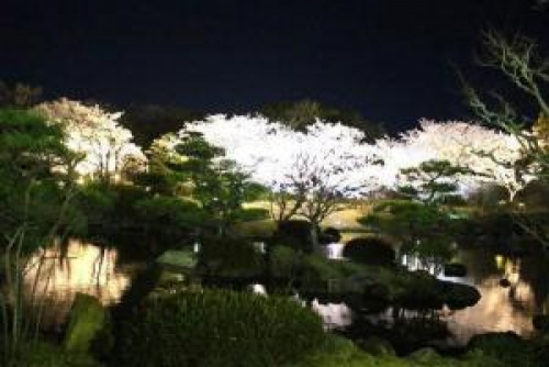 【開催中止】しあわせの村日本庭園『桜のライトアップ』　神戸市北区