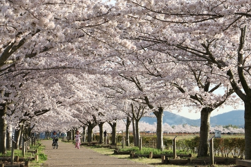 『おの桜づつみ回廊』の桜が見ごろ　小野市 [画像]