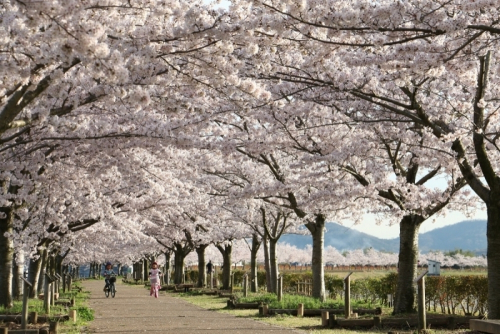 『おの桜づつみ回廊』の桜が見ごろ　小野市