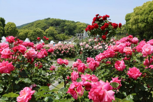 計15組限定　須磨区役所で婚姻届提出者へバラの花束贈呈