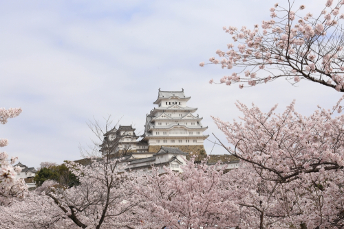 『姫路城の桜が見ごろ』　姫路市