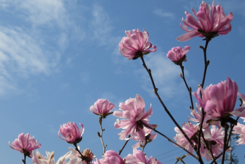 有馬富士公園で春の花が開花