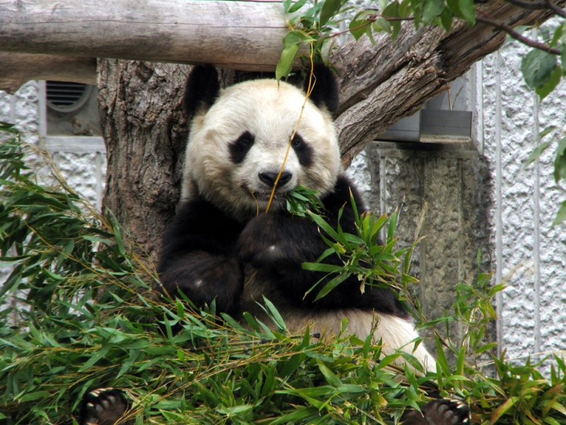 王子動物園