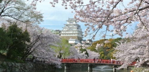 オンライン飲み会サービス「たくのむ」姫路城の桜を見ながら“オンラインお花見”