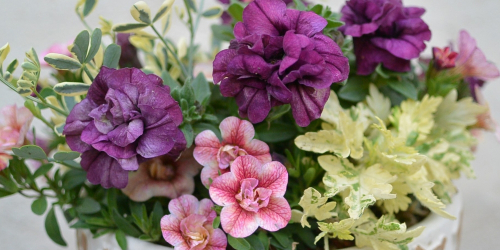 『PlantsCafeコハルビヨリ』でお花の全国配達サービスを展開　淡路市