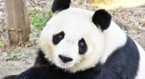 神戸市立王子動物園「タンタン」が中国へ　6月から事前申し込み制で営業再開