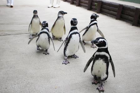 最大10羽が参加「ペンギンのお散歩ライブ」　神戸市須磨区 [画像]