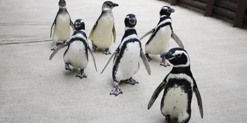 最大10羽が参加「ペンギンのお散歩ライブ」　神戸市須磨区
