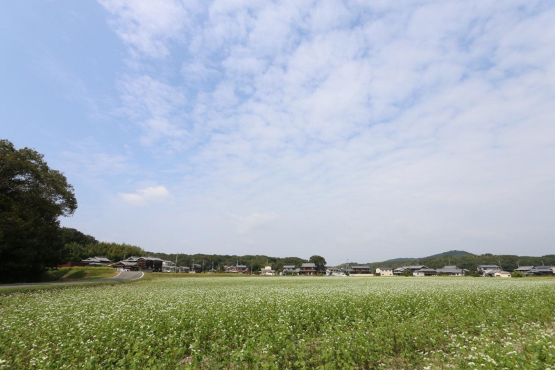 小野市で「そばの花」が見ごろ　新蕎麦の収穫も間近 [画像]