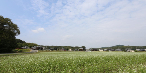 小野市で「そばの花」が見ごろ　新蕎麦の収穫も間近