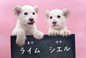 ホワイトライオンの双子