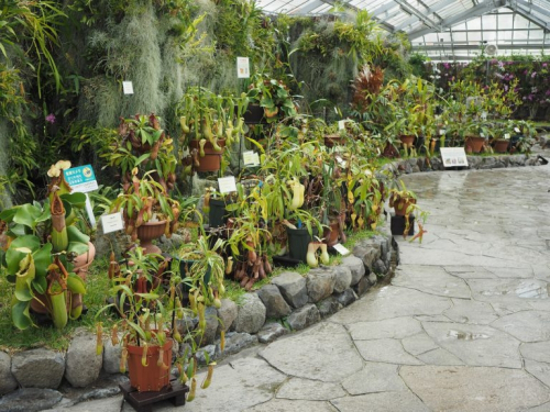 兵庫県立フラワーセンター『食虫植物特別展示』　加西市