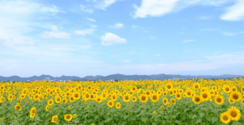 約38万本が咲き誇る「ひまわりの丘公園」小野市